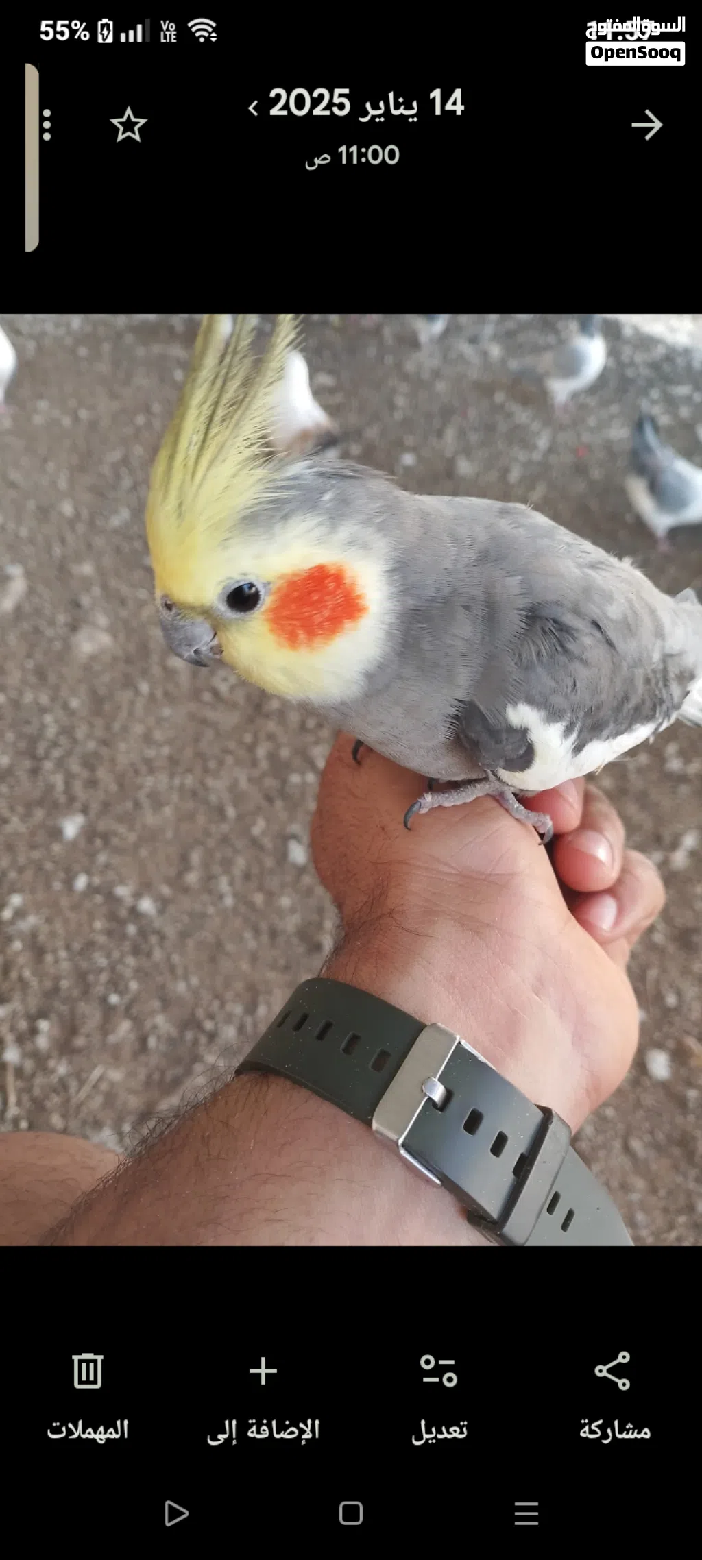 للبيع جمله فقط شوف وصف