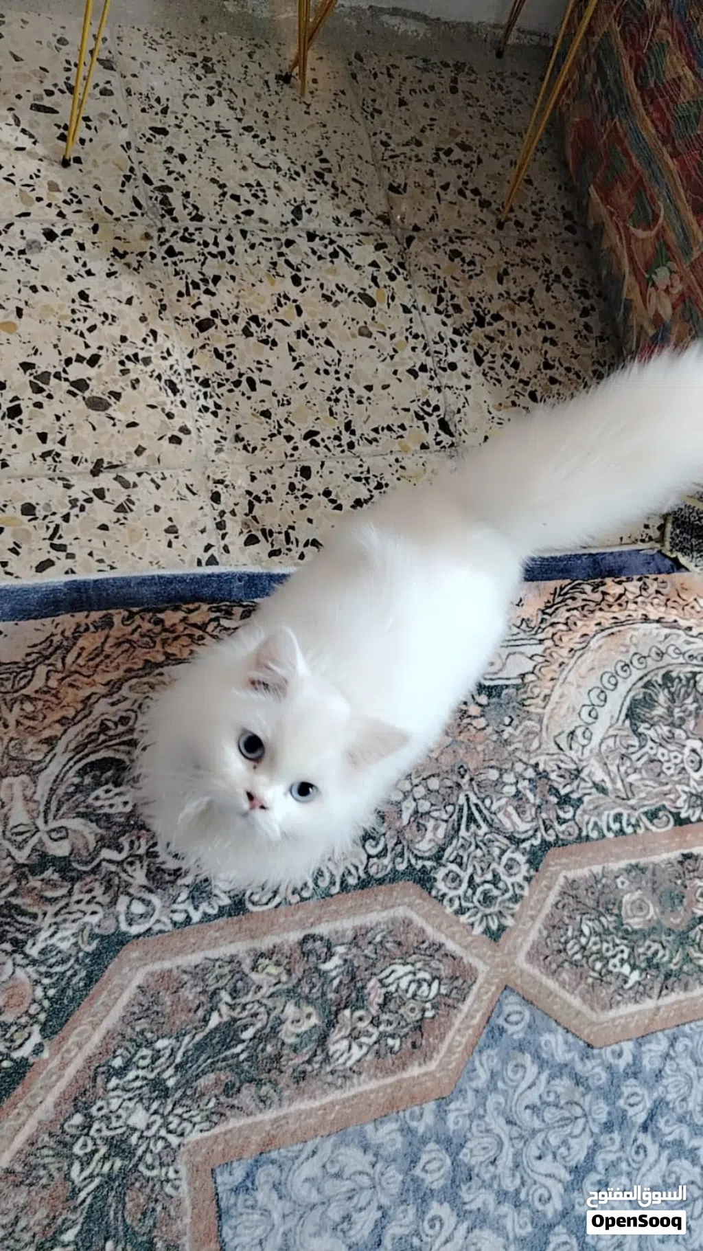 بزون حلو أليف مال بيت سعر 50 الف