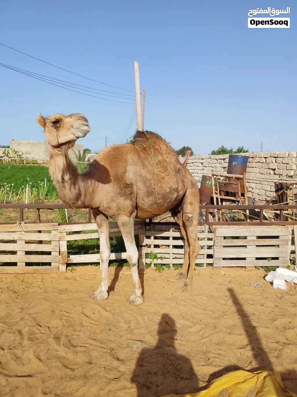 السلام عليكم ناقة وطنية الصلاة علي النبي