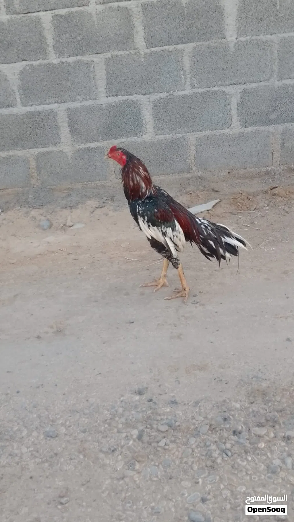 ديك باكستاني سندي