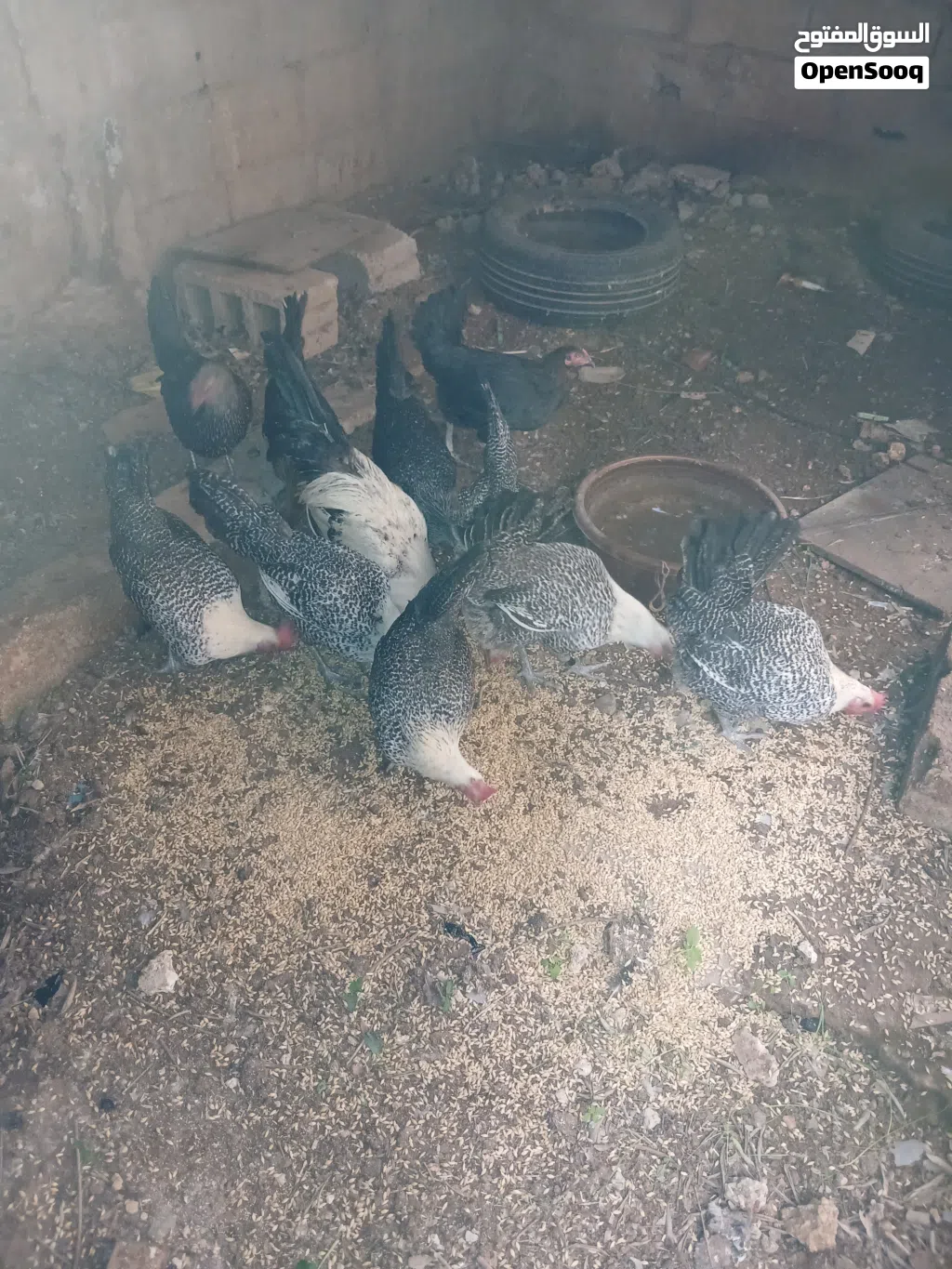 دجاج فيومي اصلي