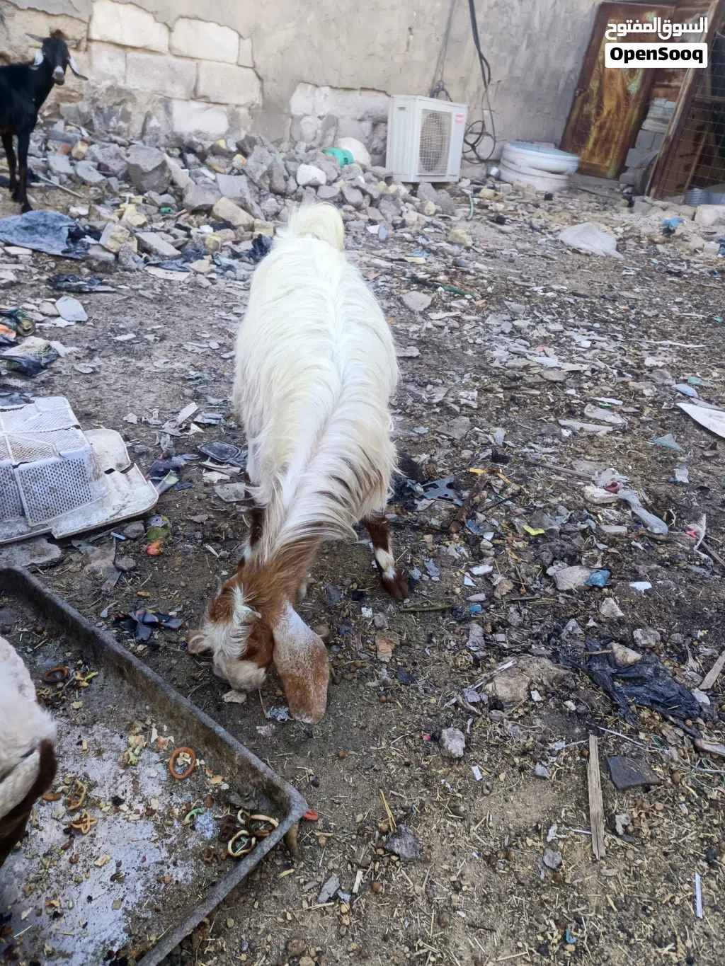 ماعز البيع