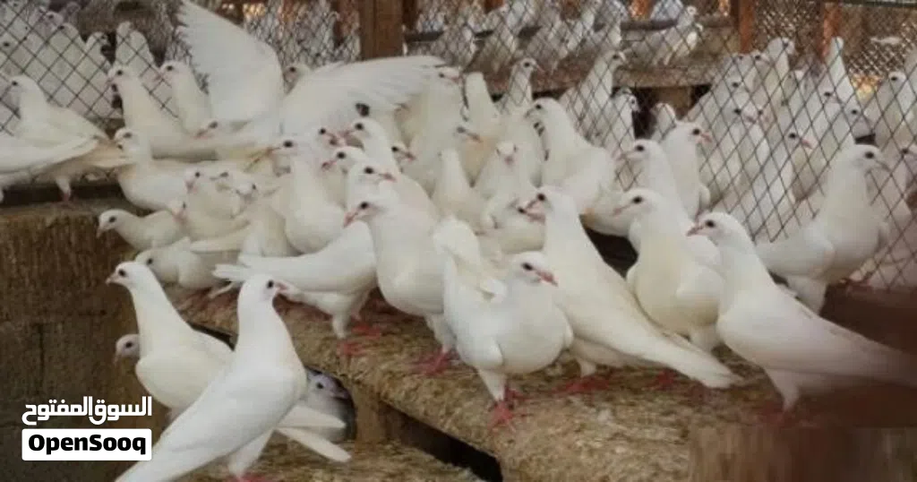 حمام فرنساوي لحم منتج