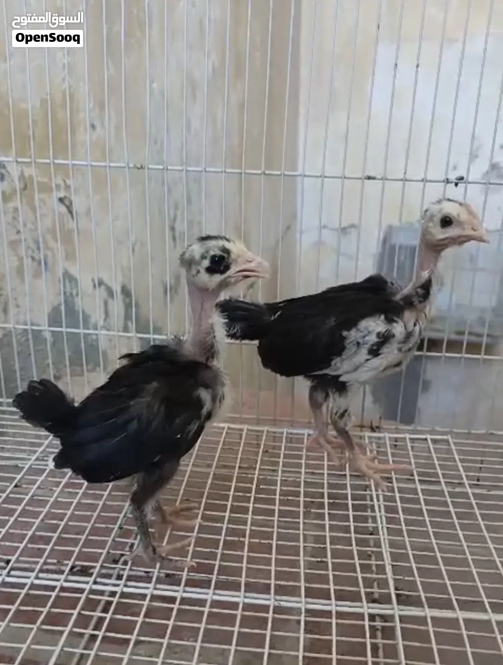 زوج ابو ركيبه ورد باكله. العمر شهر