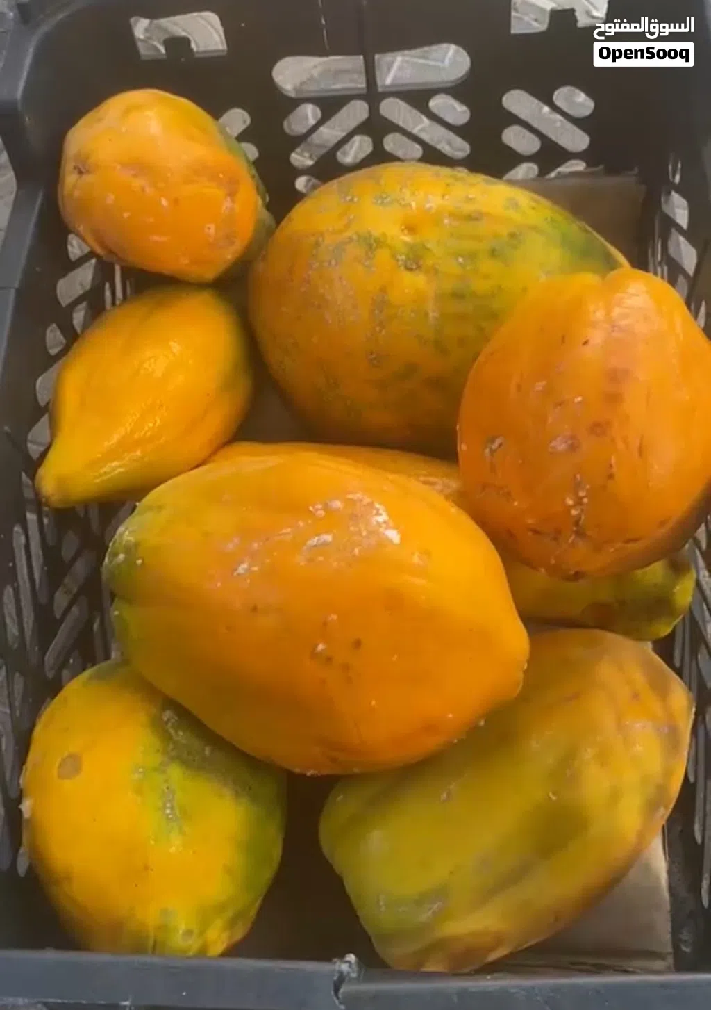 فيفاي عماني