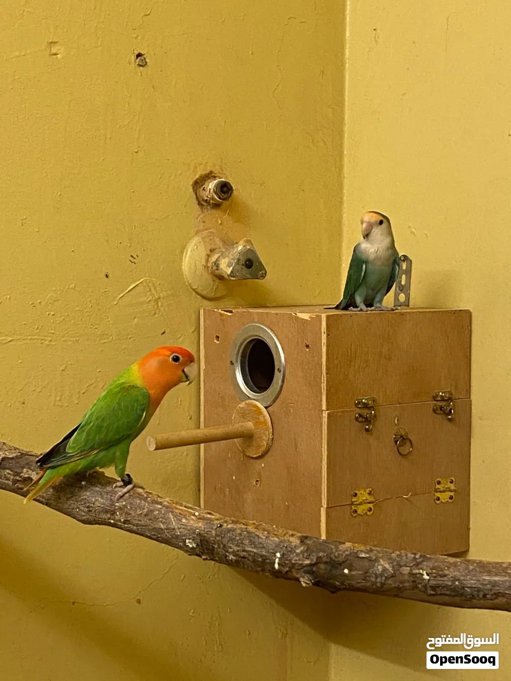 3 love birds and cocktail