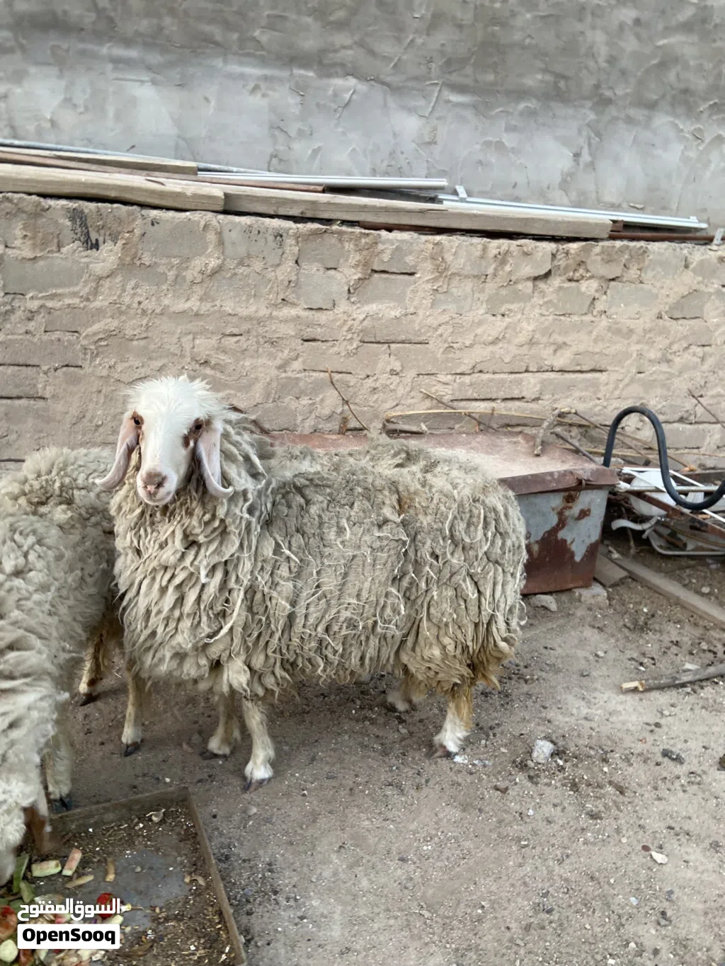 انثى ورجيني عمر سنه وشهرين علف درجى اولى تربات بيت لحم نضيف