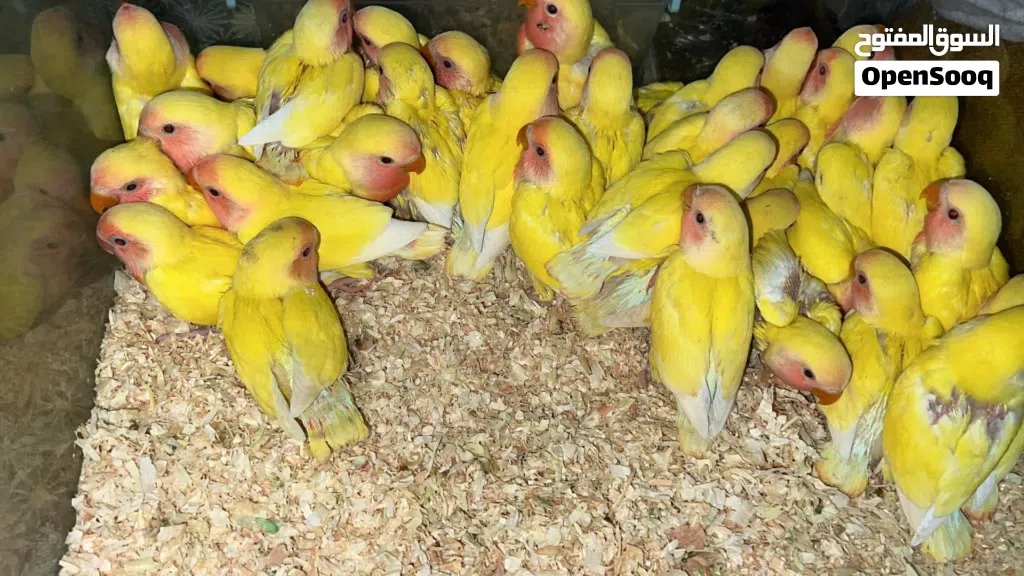 لوف بيردز / كوكتيل البينو وعادي