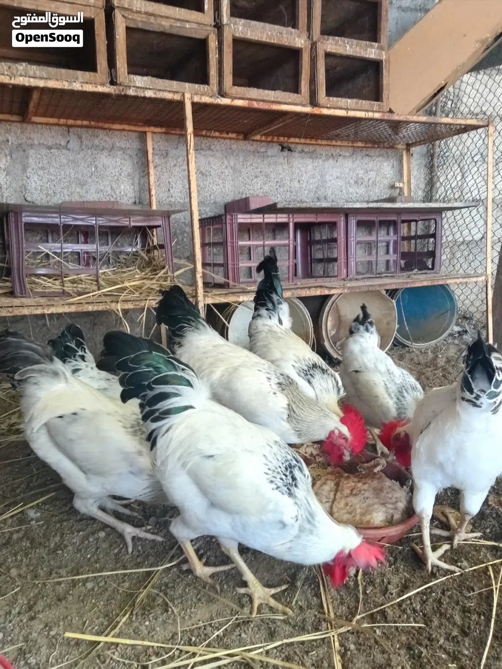 للبيع دياكه فرنسيه اصل