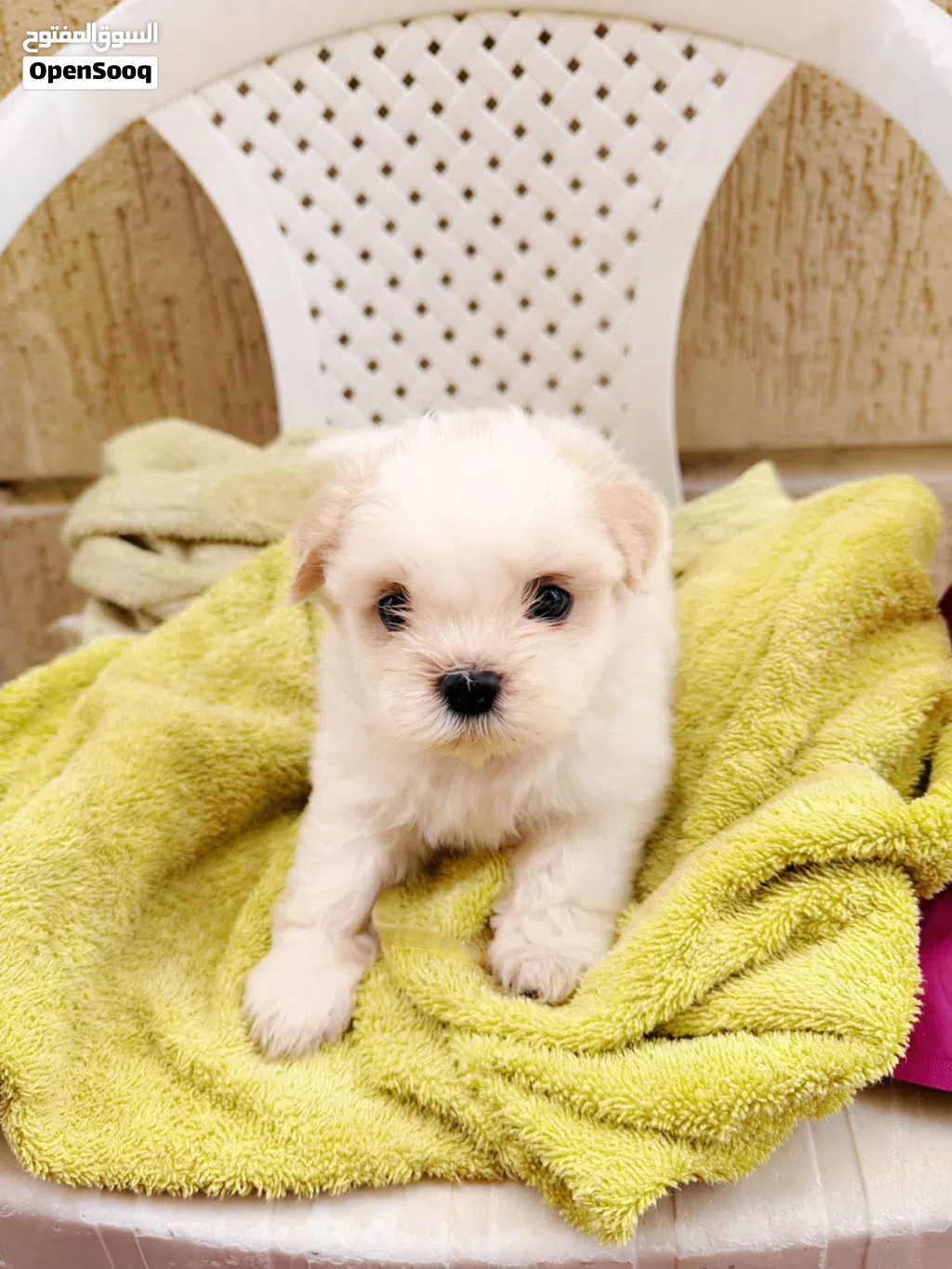 Adorable Shihtzu puppies for sale