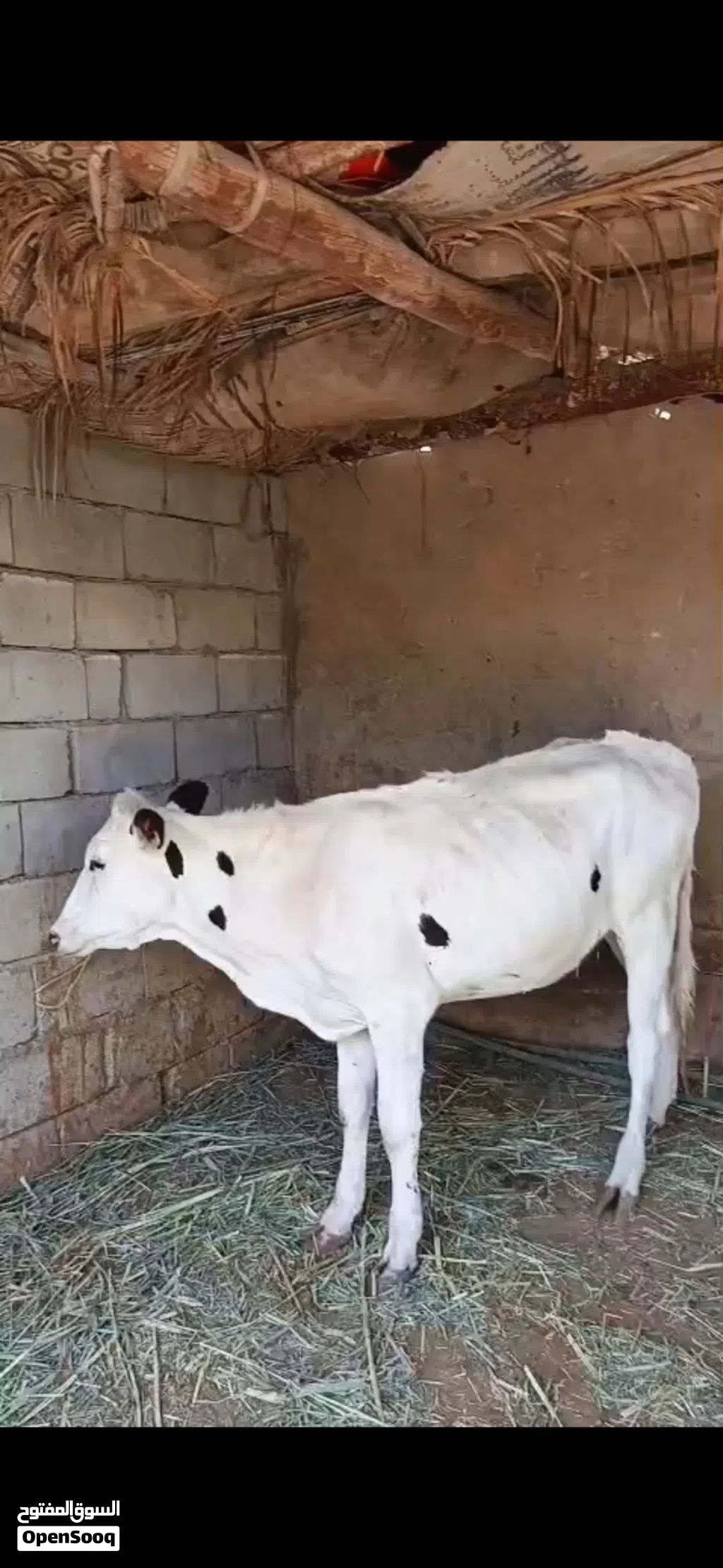 بجر حلوه نوعية ترهم كصابة وجني سعرها مليون ونص بيها مجال للشراي