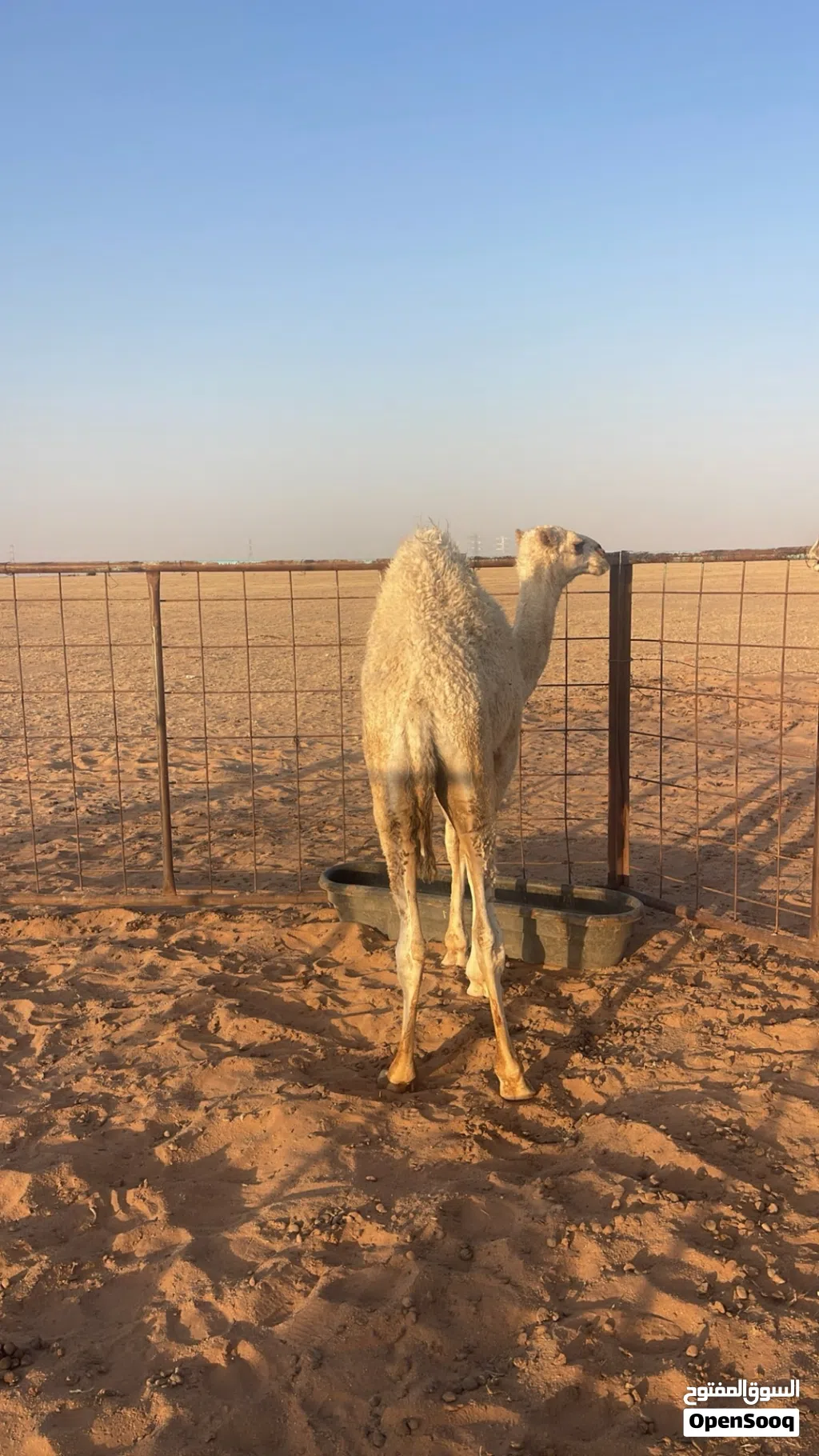 حيران للبيع