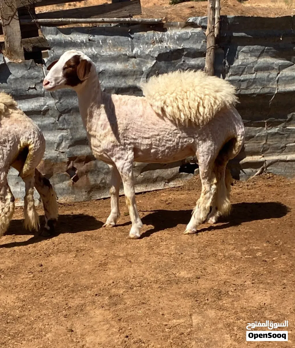 حوليات عز لكسوبه الله إيبارك