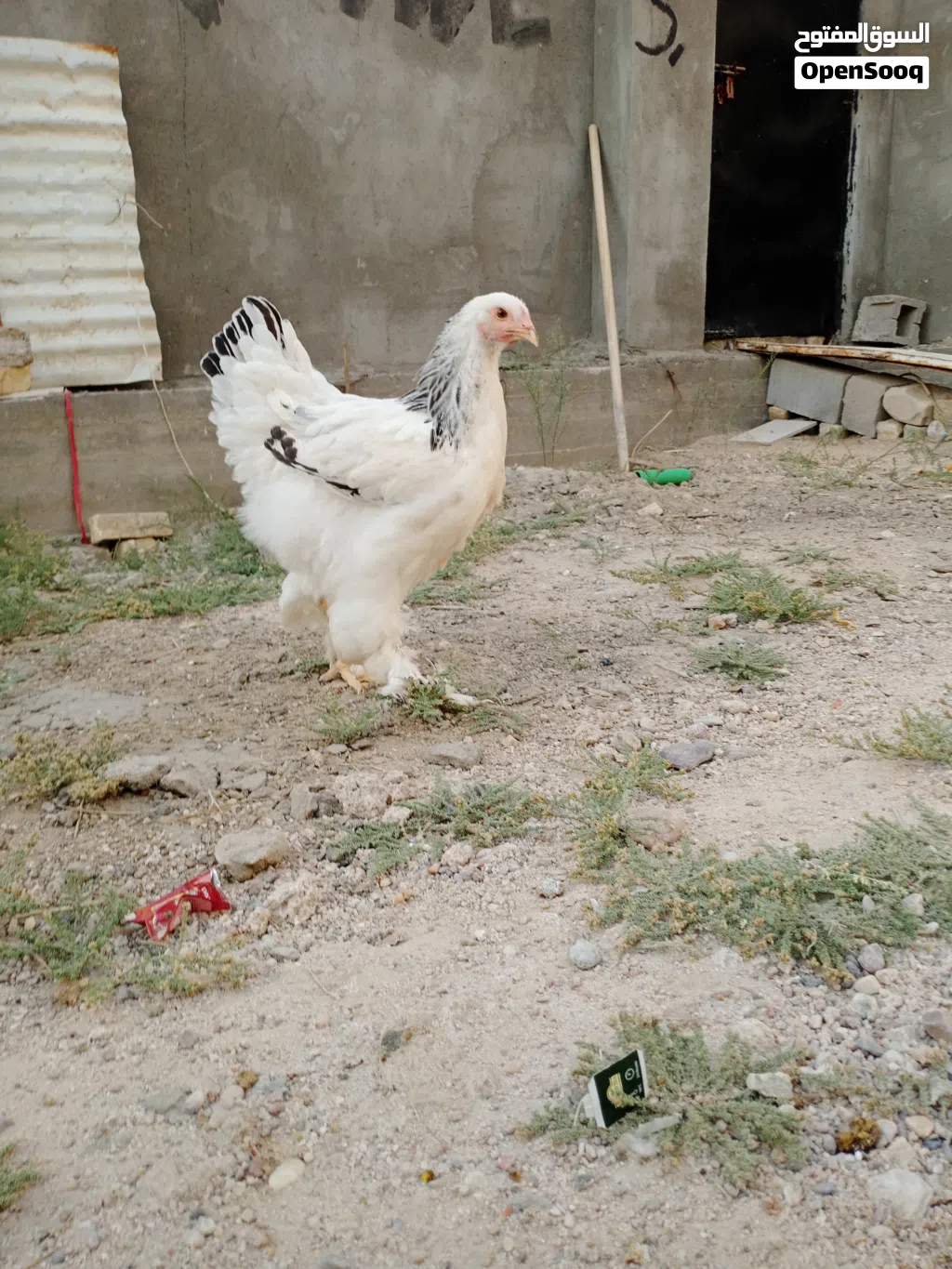 دجاج برهما مستعجل على بيعتهن