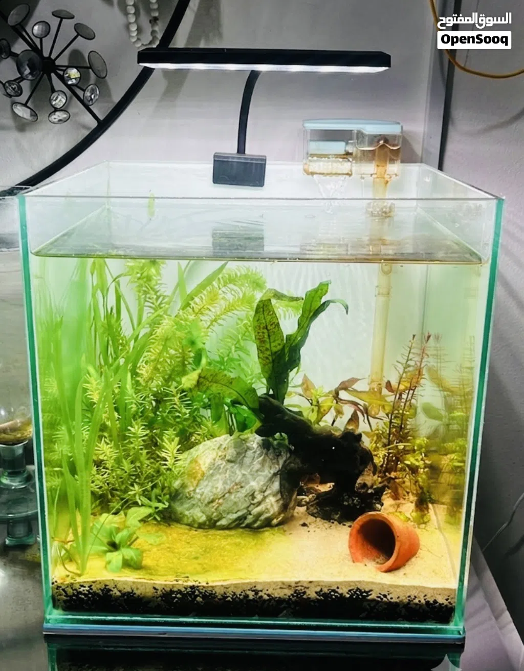 Complete 30cm Cube Planted Aquarium Setup – Ready to Go