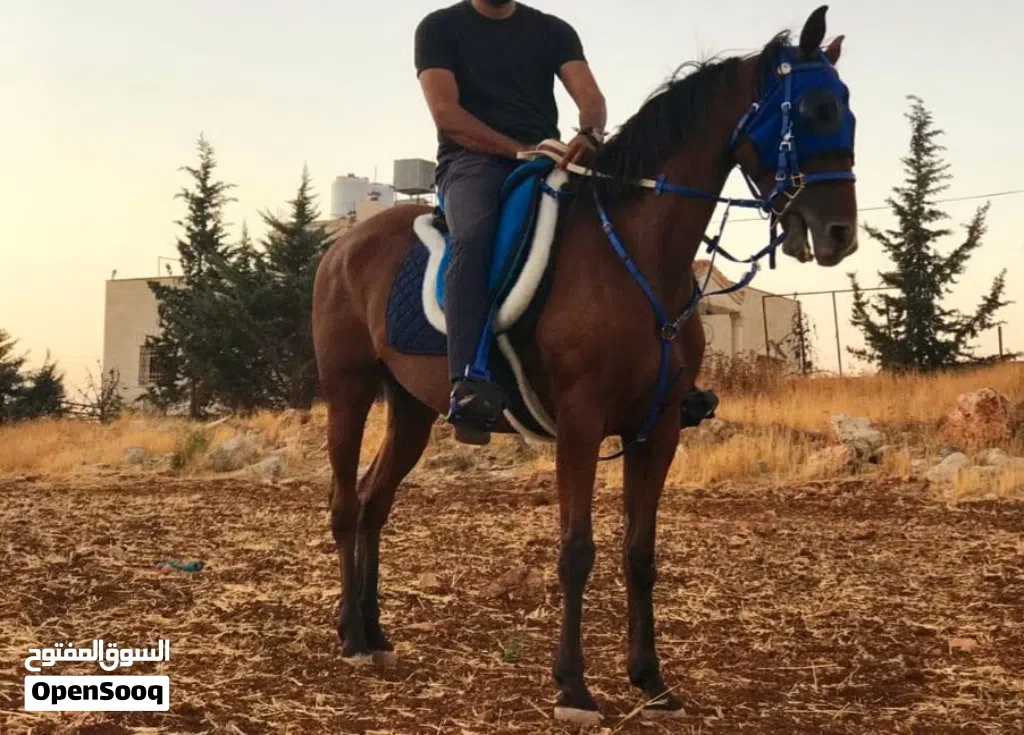 فرس انجليزيه من الطراز الذهبي