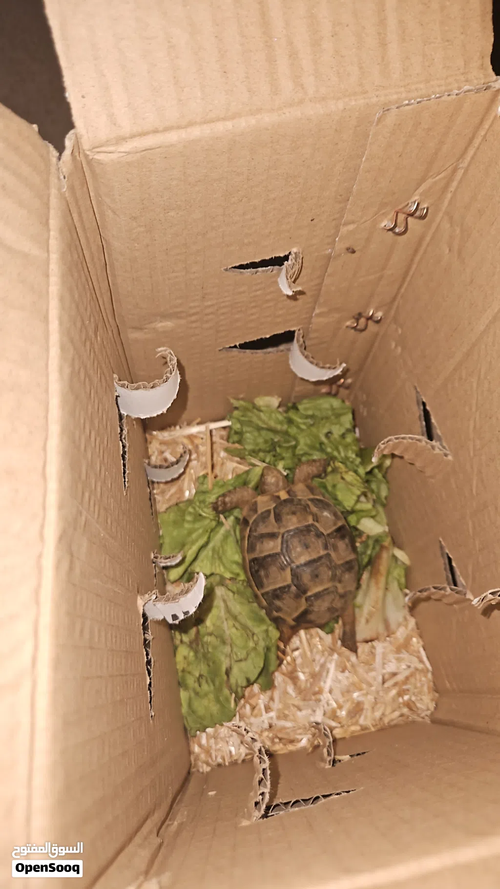سلحفاة يونانيه صغيره مع جميع ملحقاتها 25 ريال baby tortoise for sale with all its belongings 25 omr