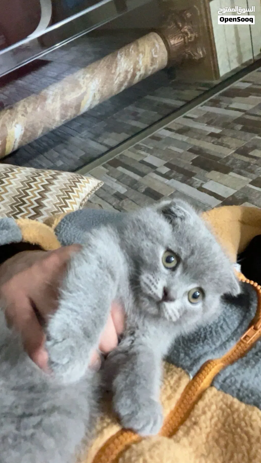 قط سكوتش بيور معه جميع اغراضه