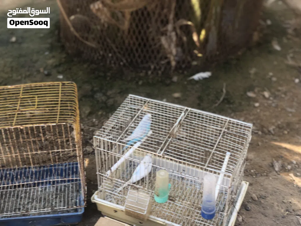 اربعة من الطيور زوز كوبيات بقلينو