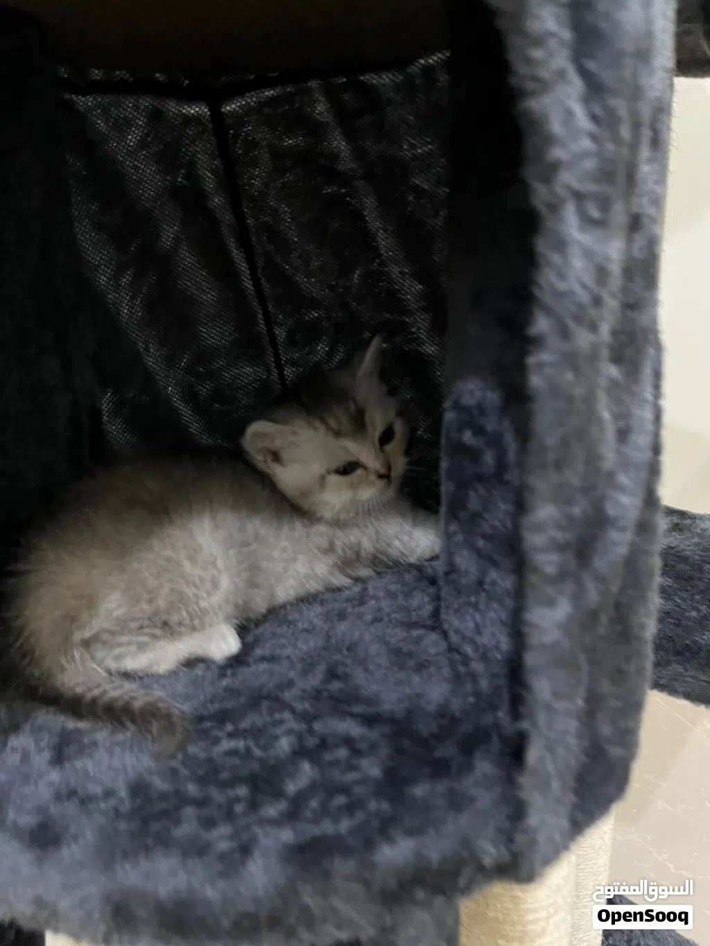 White sliver Scottish-British short hair kitten for sale!