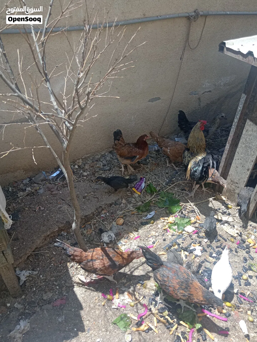 جاج بلدي فيومي