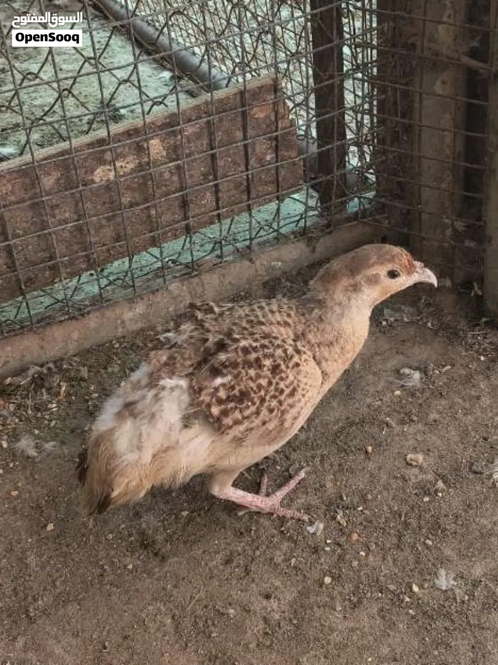 صفرد ذكر باكستاني منتج
