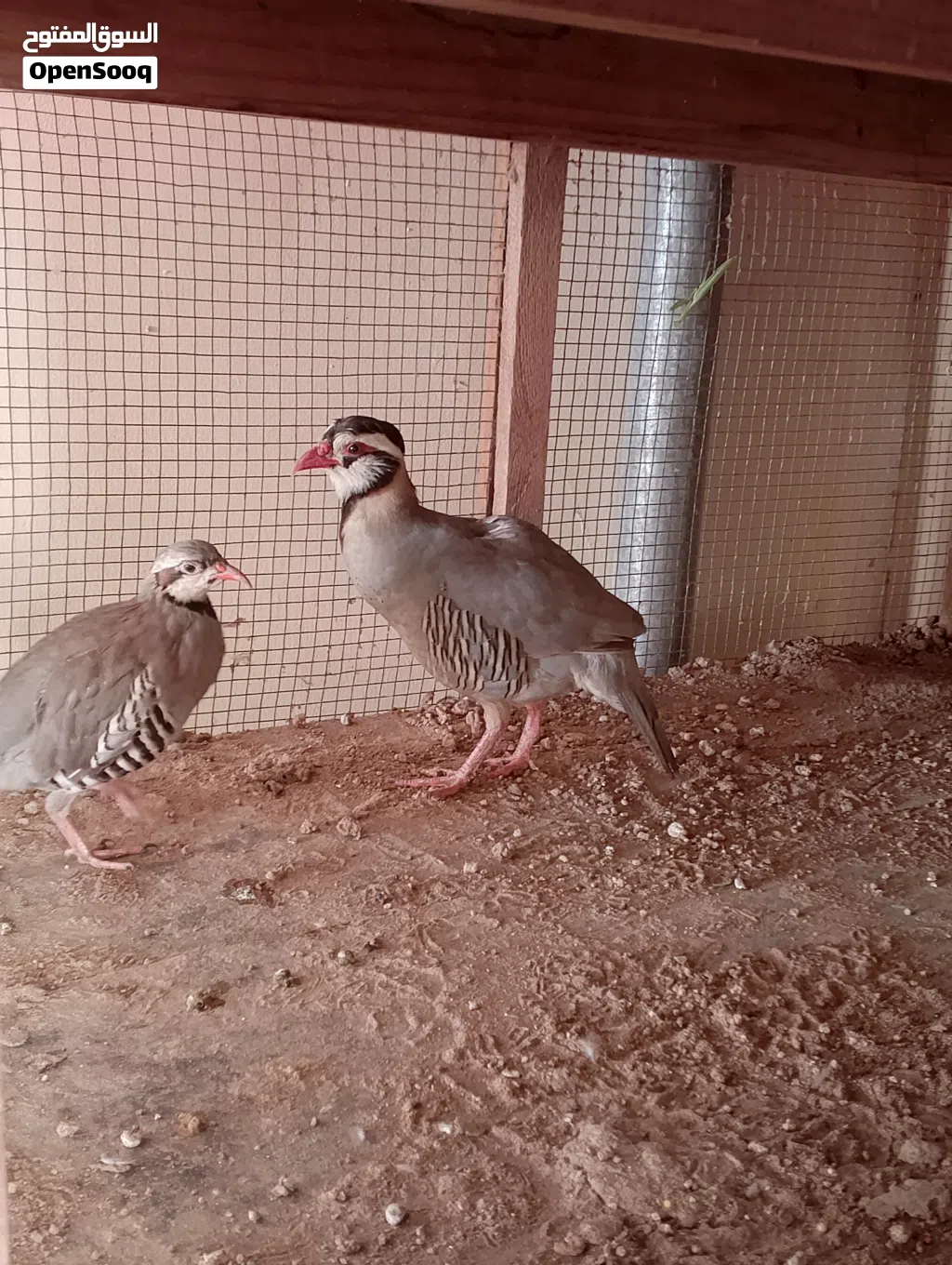 حمام زينة + زوج طيور الحجل