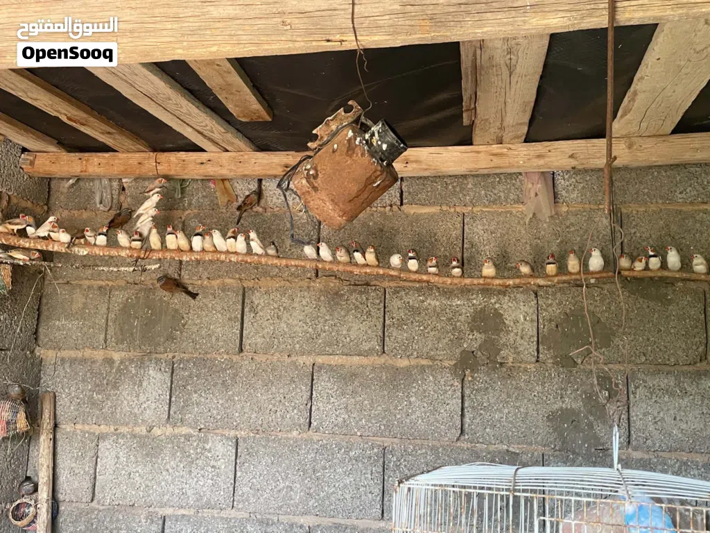 اجواز زيبرا للبيع جمله سعر الجوز ع 21 وقفصحجم كبيير يبارك ماشاء الله يبارك ماشاء الله يبارك