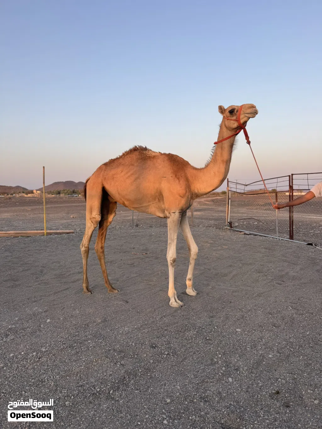 للبيع قعود