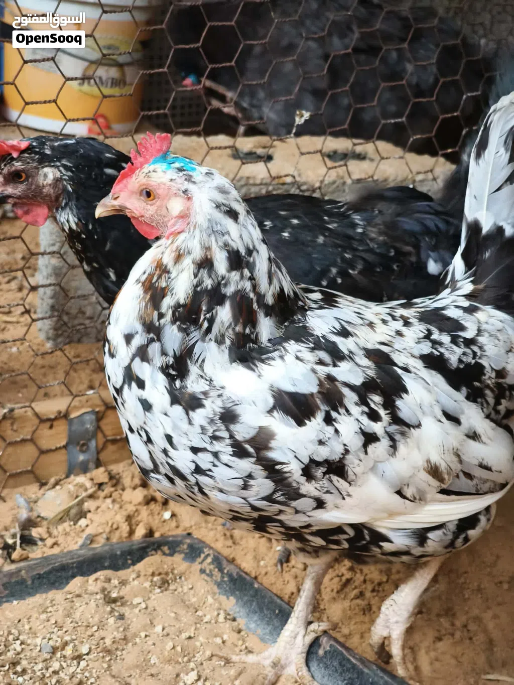 زوز دجاجات عربيات للبيع يدحو