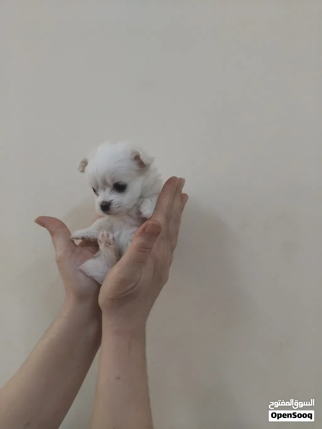 Matyz puppy for sale