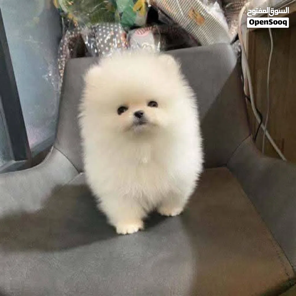 Pomeranian puppies