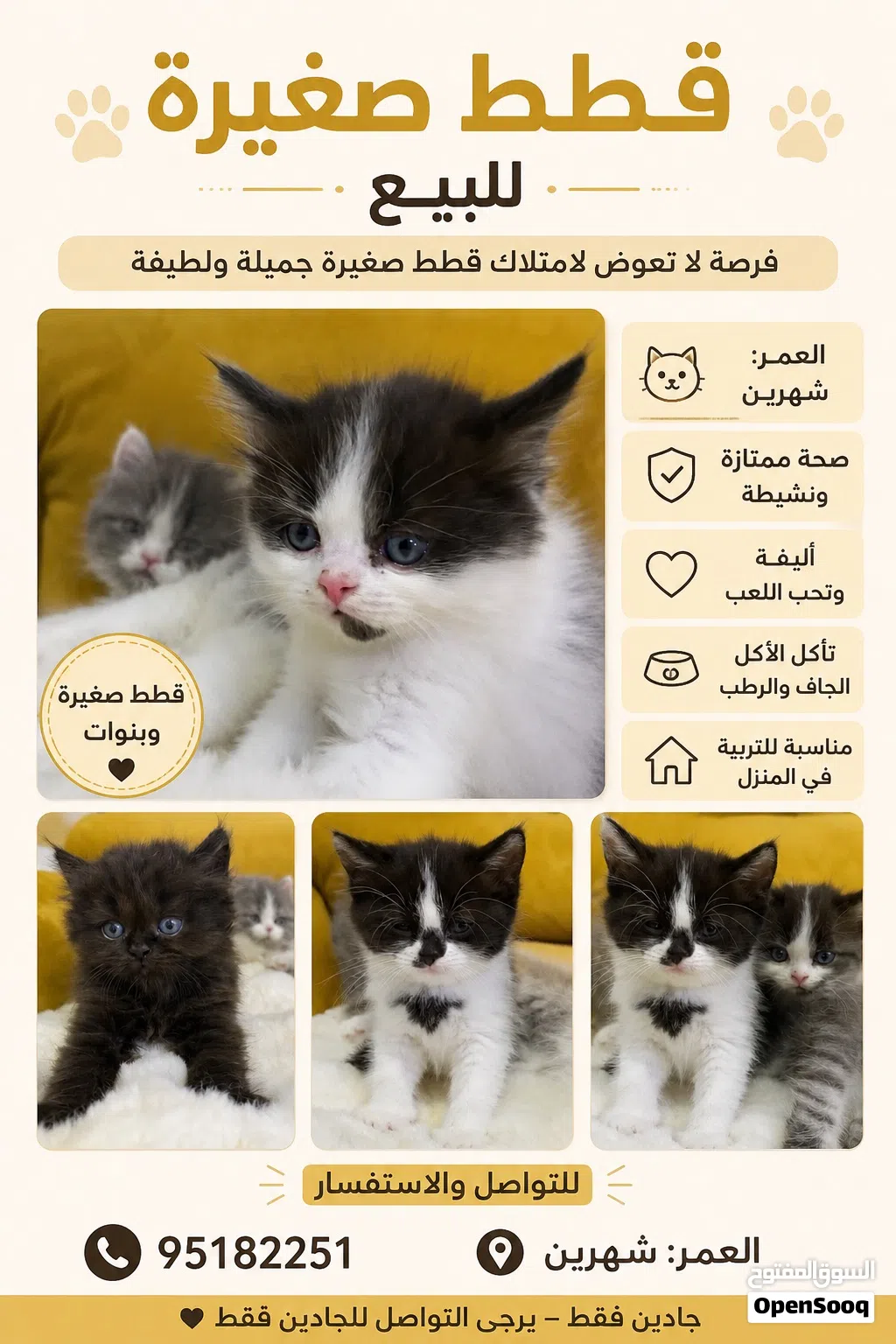 قطط صغيرة للبيع �
