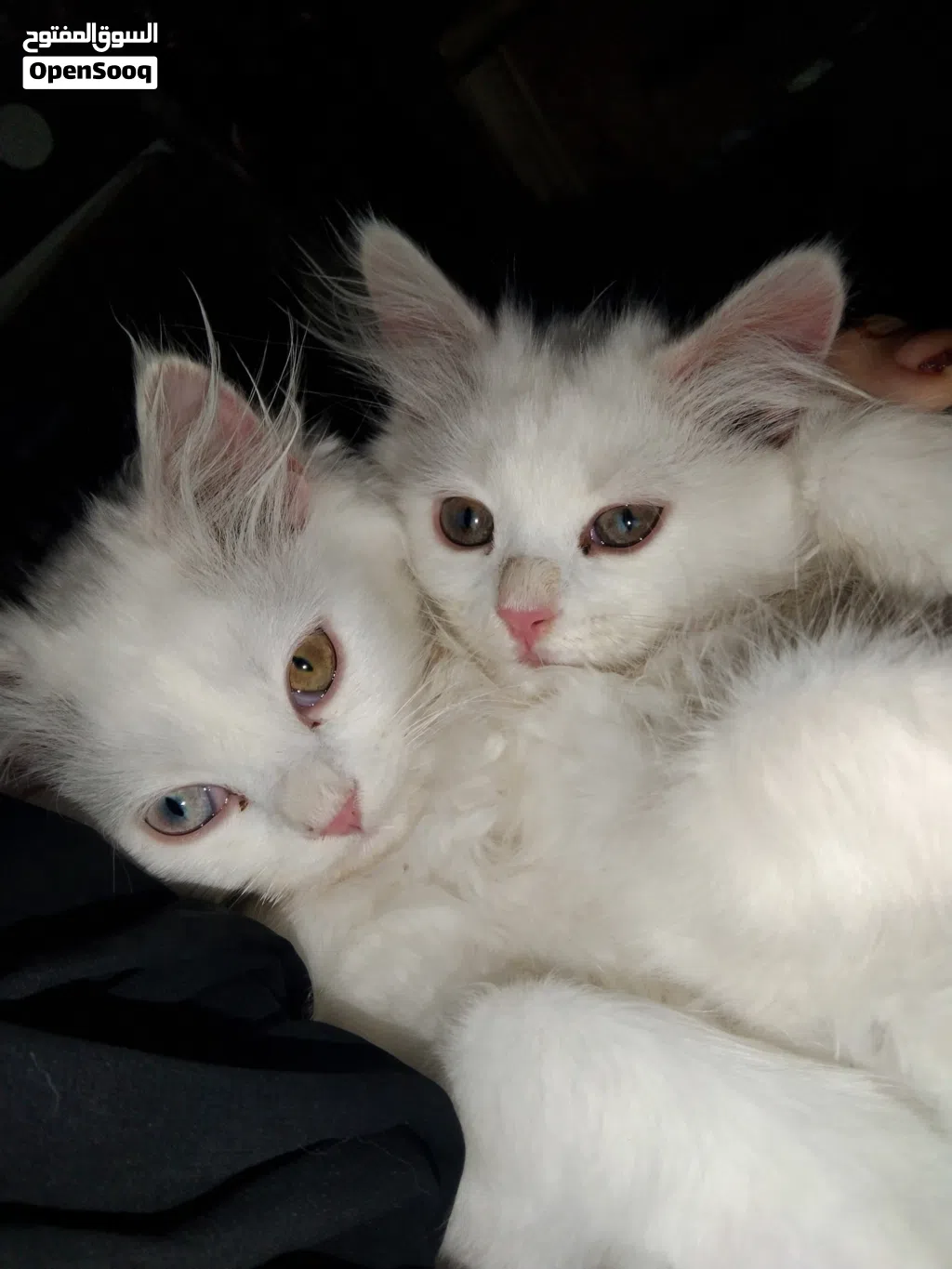 pure Persian for sale around 2 months