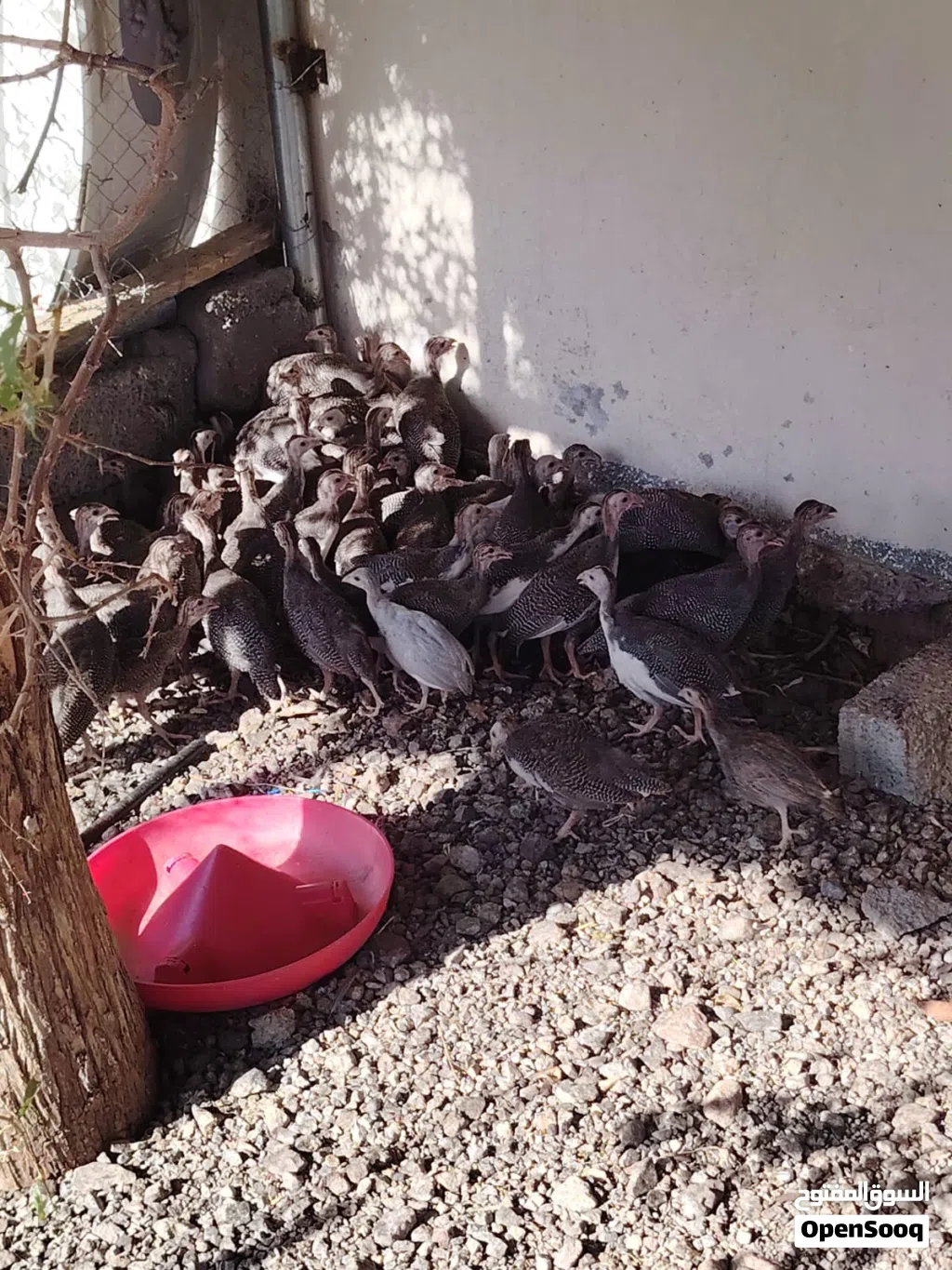 ديك افريقي