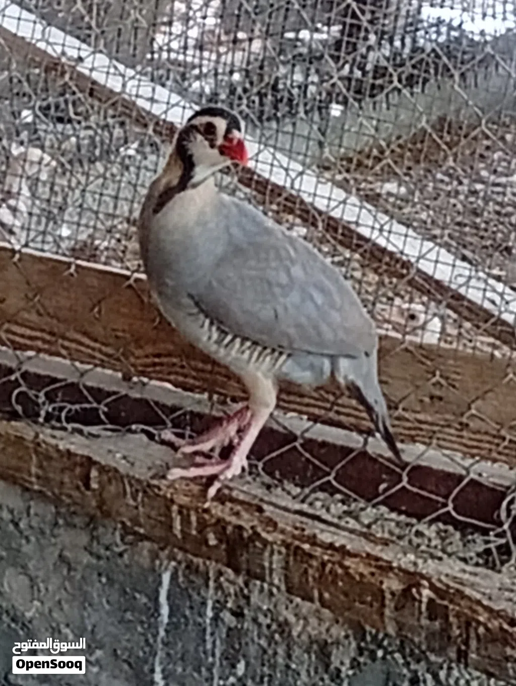 بيع حجل العربي ( شنه )