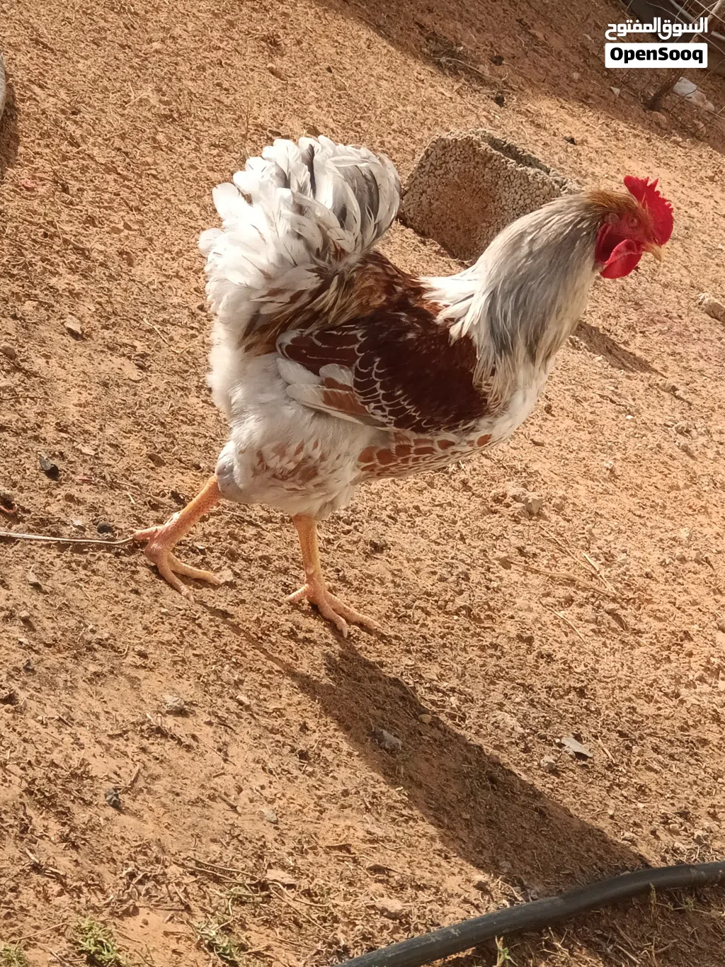 كوبية وندوت