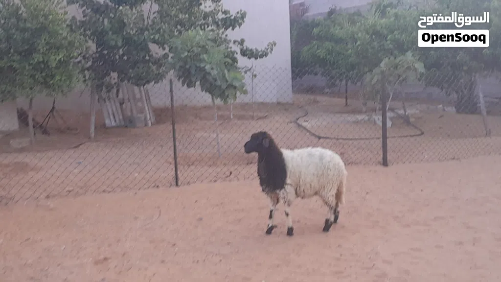 فطيمه وطنيه الله يبارك عمرها ف6شهور سليمه من العيوب والامراض