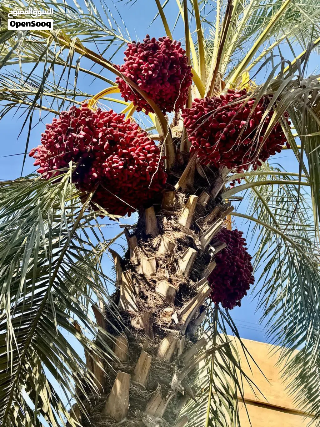 عمارة للبيع مع بستانها