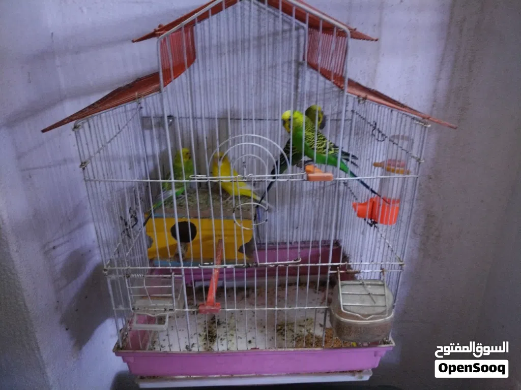 قفص طيور حب