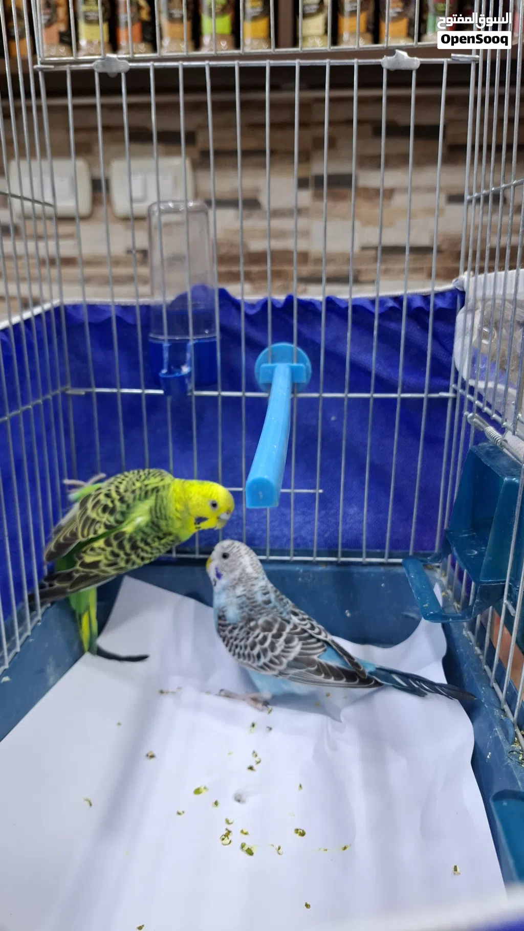 عصفور حب بادجي