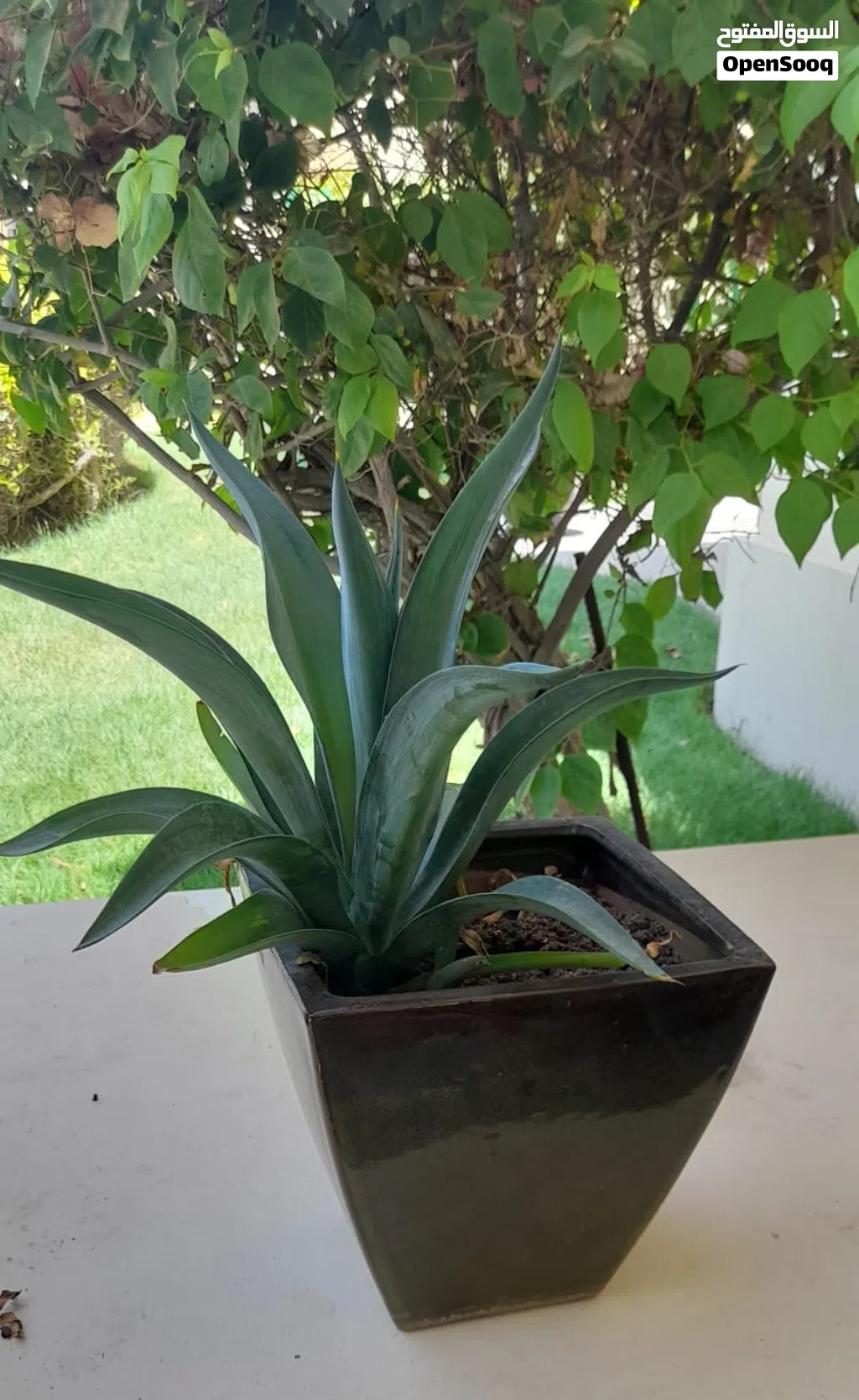 Outdoor ceramic pot and lovely cactus.