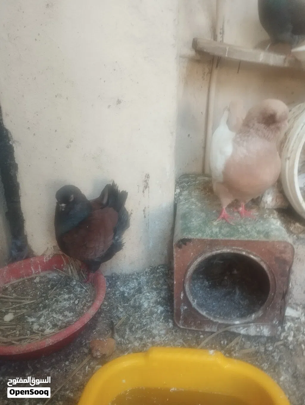 كوبيه كينقي بودينه