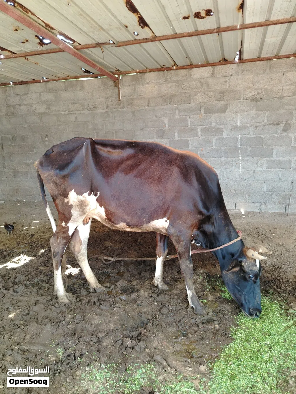 بقره نمساوي عشار