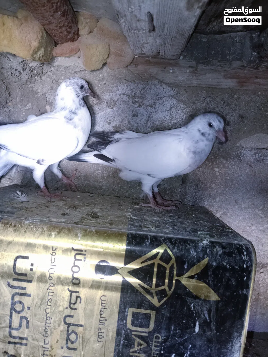 متاااح جوزين فراخ صحة ونظافة