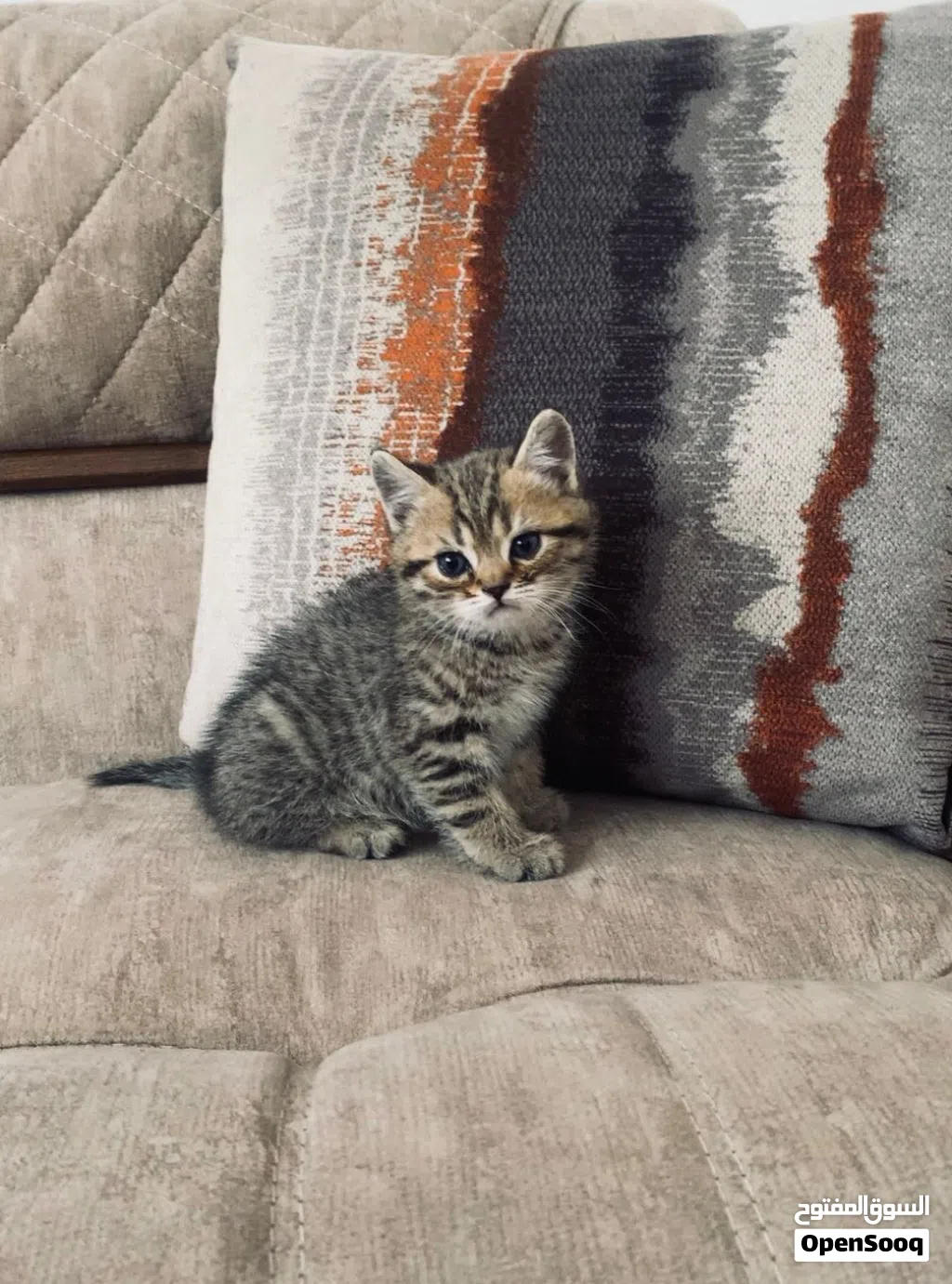 : * قطط سكوتش فولد وسكوتش ستريت جولد عمر شهرين * قطط سكوتش جولد شيدد للبيع عمر شهري