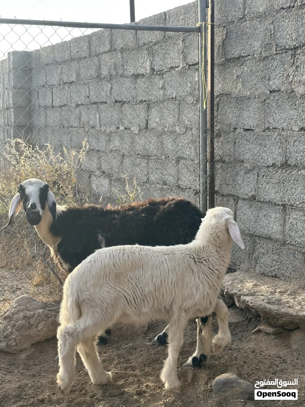 للبيع جعد 2 مع عيالهن
