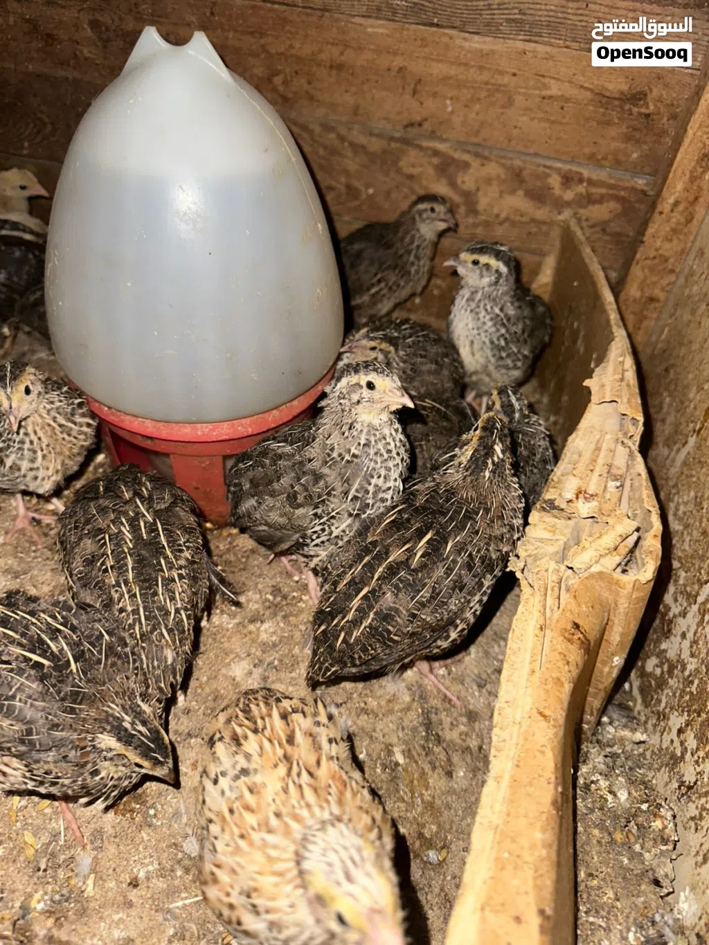 موجود فر سمان