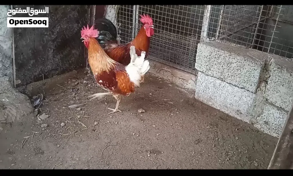 3دياكه للبيع احجام حلوه