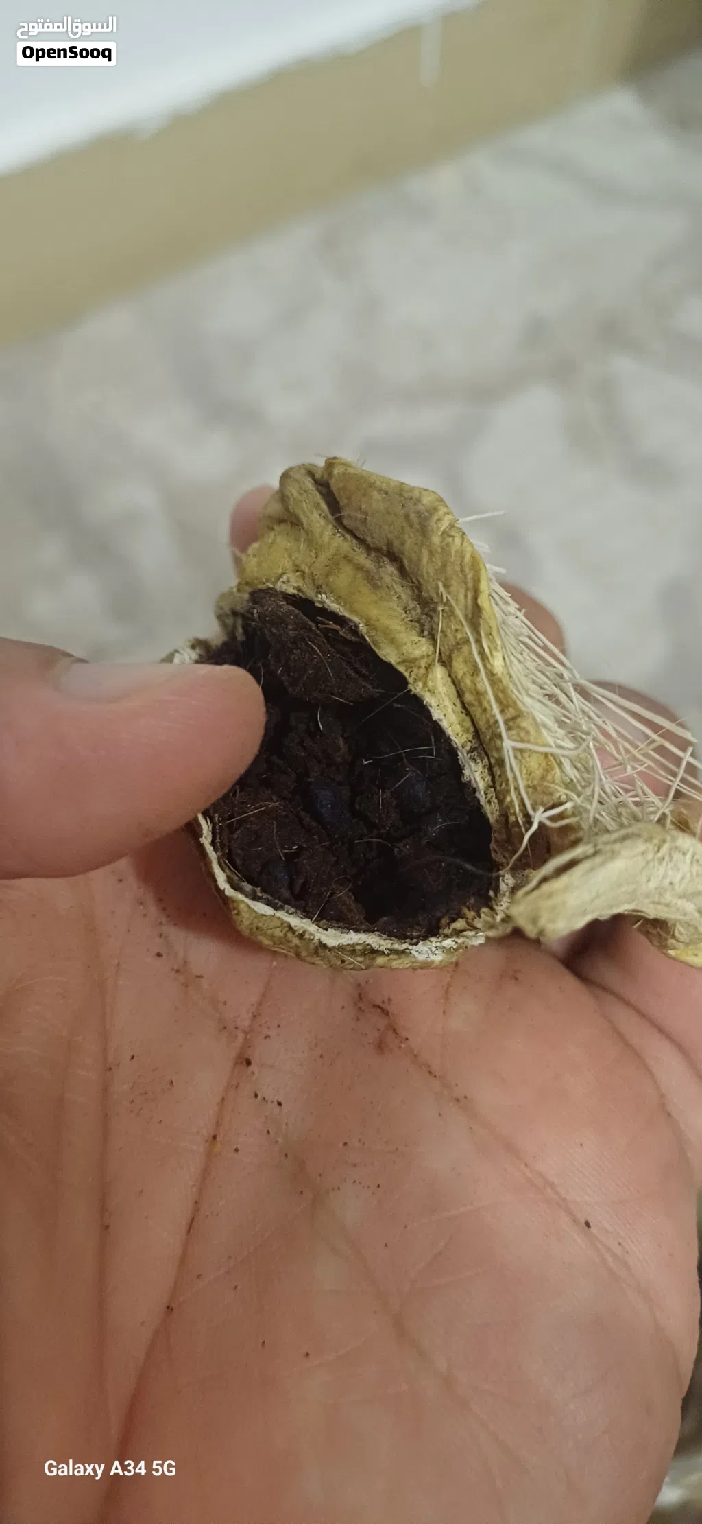 صرة مسك غزال اصلي نادر